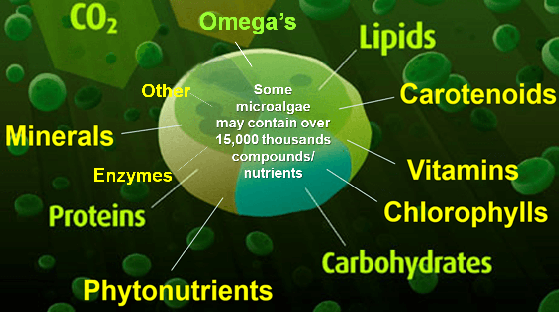 Whole-food microalgae containing over 15,000 naturally occurring nutrients including vitamins, minerals, proteins, chlorophylls, carotenoids, omega fatty acids, enzymes, and phytonutrients by BIOAGE.
