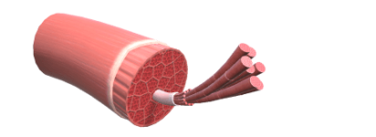 Skeletal_muscle_Thumnail 1