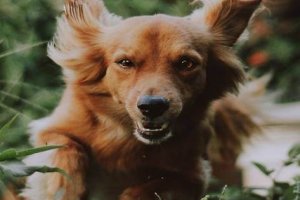 dog-1